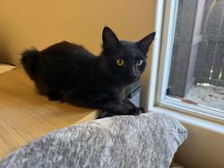 Reunited Male Cat last seen Between Balboa Arms Dr to Chateau Dr, San Diego, CA 92117