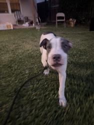 Found/Stray Male Dog last seen Crescent and Edgehill, San Bernardino, CA 92405