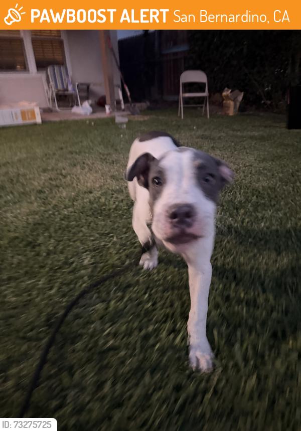 Found/Stray Male Dog last seen Crescent and Edgehill, San Bernardino, CA 92405