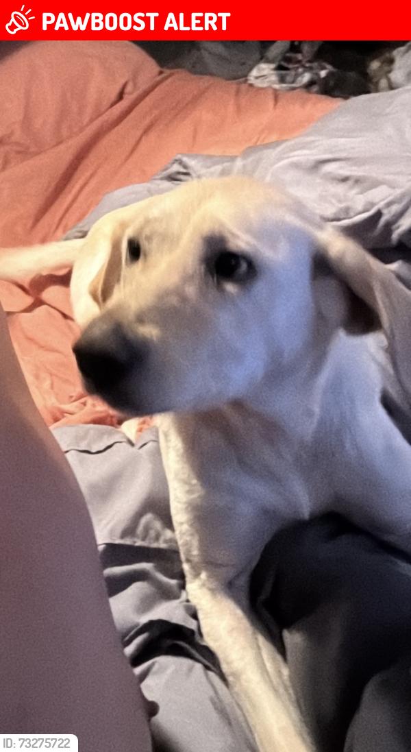 Lost Female Dog last seen Buenaventura Blvd Kissimmee, Buena Ventura Lakes, FL 34743
