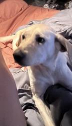 Lost Female Dog last seen Buenaventura Blvd Kissimmee, Buena Ventura Lakes, FL 34743