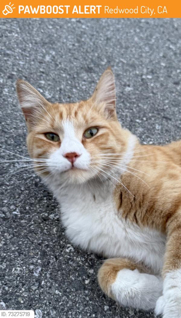 Found/Stray Female Cat last seen Center and linden street, Redwood City, CA 94061