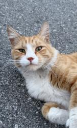Found/Stray Female Cat last seen Center and linden street, Redwood City, CA 94061