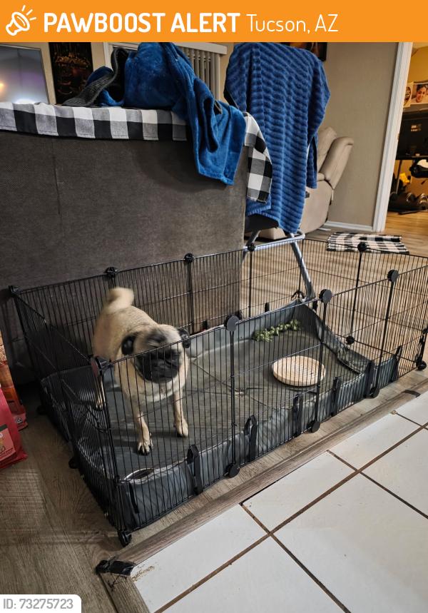 Found/Stray Male Dog last seen Esmond Loop and Rita Ranch, Tucson, AZ 85747