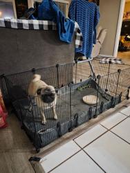 Found/Stray Male Dog last seen Esmond Loop and Rita Ranch, Tucson, AZ 85747