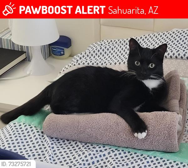 Lost Male Cat last seen E Prairie Field Ln and N Highlands Grove Ln, Sahuarita, AZ 85629