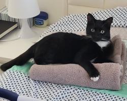 Lost Male Cat last seen E Prairie Field Ln and N Highlands Grove Ln, Sahuarita, AZ 85629