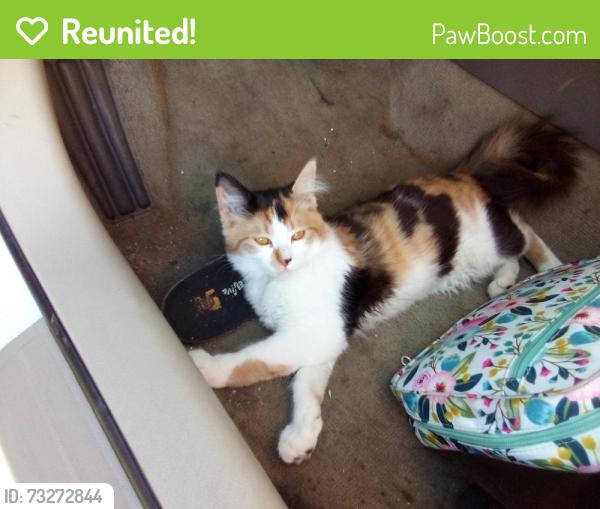 Reunited Female Cat last seen Grape street and Lemon st. Wildomar,Ca, Wildomar, CA 92595