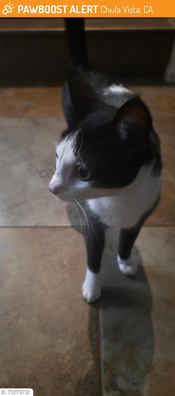 Found/Stray Unknown Cat last seen Winding walk area, Chula Vista, CA 91915
