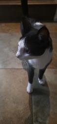 Found/Stray Unknown Cat last seen Winding walk area, Chula Vista, CA 91915