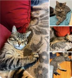 Reunited Male Cat last seen Rue Champigny, Montreal, QC 