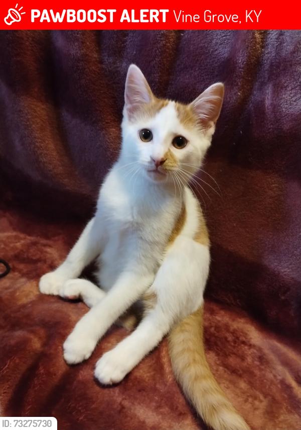Lost Male Cat last seen Edgebrook...sloppy bottoms neighborhood..., Vine Grove, KY 40175