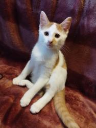 Lost Male Cat last seen Edgebrook...sloppy bottoms neighborhood..., Vine Grove, KY 40175