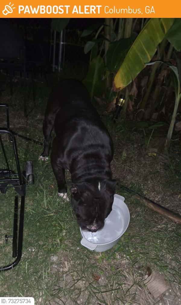 Found/Stray Unknown Dog last seen Near morris rd, Columbus, GA 31907