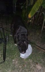 Found/Stray Unknown Dog last seen Near morris rd, Columbus, GA 31907