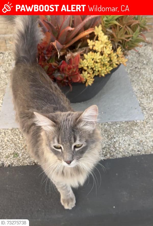 Lost Male Cat last seen Arnett road, Wildomar, CA 92595
