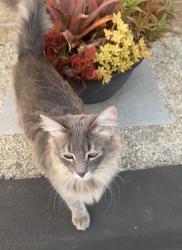 Lost Male Cat last seen Arnett road, Wildomar, CA 92595