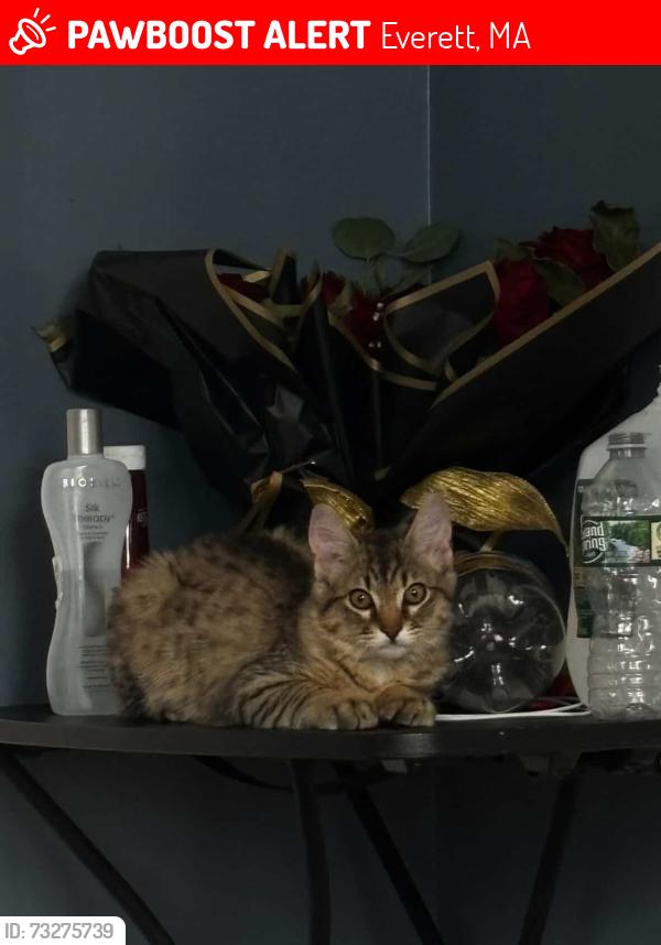 Lost Male Cat last seen Everett, Everett, MA 02149