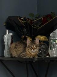 Lost Male Cat last seen Everett, Everett, MA 02149