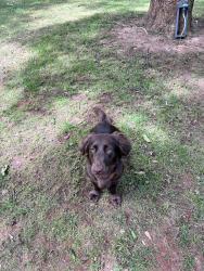 Reunited Female Dog last seen Timothy Road Elementary School, Athens, GA 30606