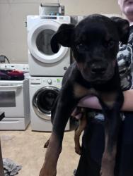 Found/Stray Male Dog last seen No dodge park, Omaha, NE 68102