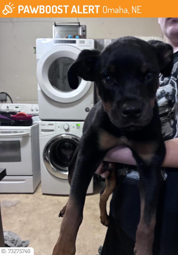 Found/Stray Male Dog last seen No dodge park, Omaha, NE 68102