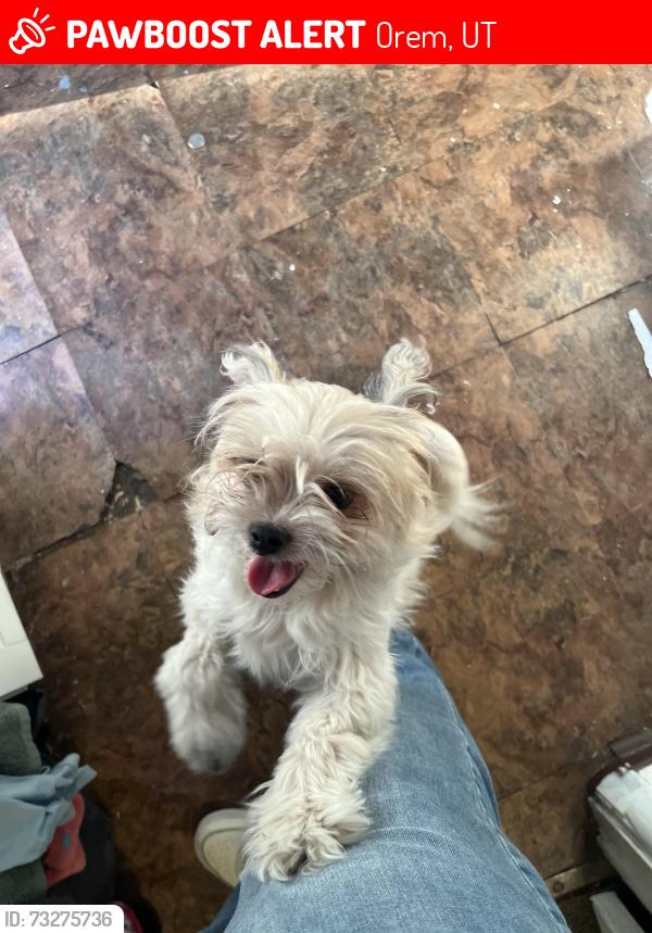 Lost Female Dog last seen Near E 600 S, Orem, UT 84097