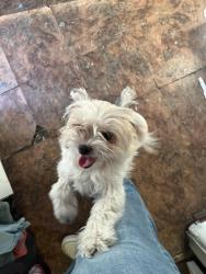 Lost Female Dog last seen Near E 600 S, Orem, UT 84097