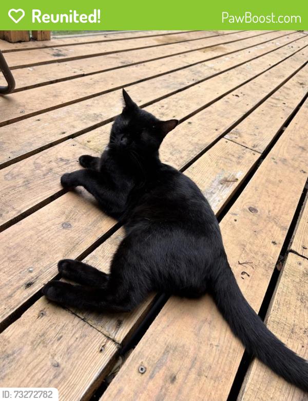 Reunited Female Cat last seen Parc de l’anse à l’orme, Montréal, QC H9K 1G3