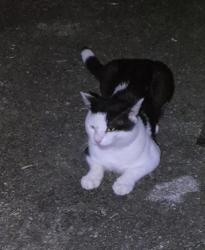 Found/Stray Male Cat last seen Northwest 87th Street and Northwest 19th Ave, Miami, FL 33147, Miami, FL 33147
