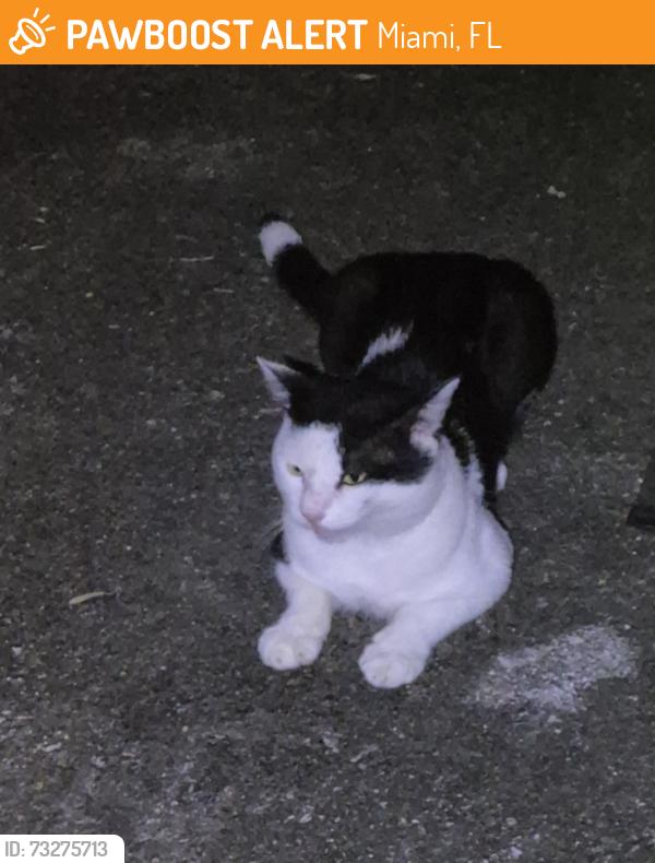 Found/Stray Male Cat last seen Northwest 87th Street and Northwest 19th Ave, Miami, FL 33147, Miami, FL 33147