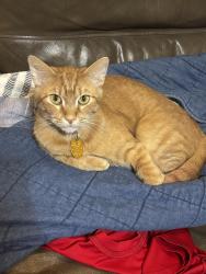 Lost Male Cat last seen Dogwood and ramblewood, Humble, TX 77338