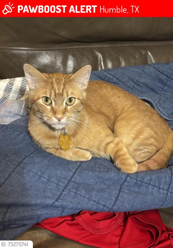 Lost Male Cat last seen Dogwood and ramblewood, Humble, TX 77338