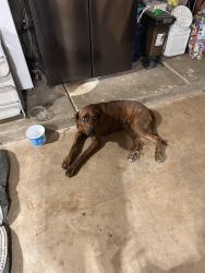 Found/Stray Male Dog last seen HWY 83 and mm 52, Vail, AZ 85641