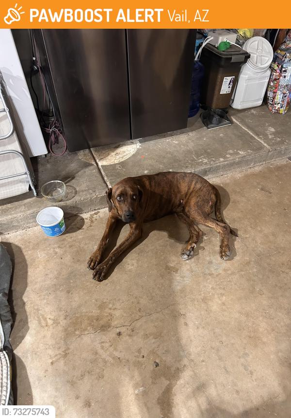 Found/Stray Male Dog last seen HWY 83 and mm 52, Vail, AZ 85641