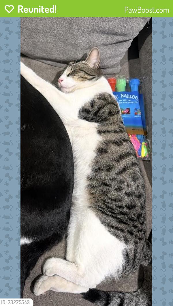 Reunited Male Cat last seen canterbury ave, Los Angeles, CA 91331