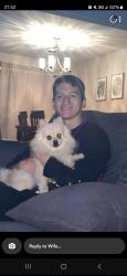 Reunited Female Dog last seen Cabrillo Ranch, Peoria, AZ 85383