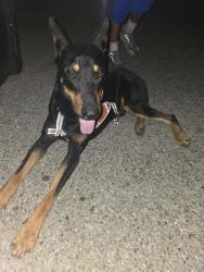 Found/Stray Male Dog last seen Near sidewinder mountain rd san bernardino california, San Bernardino, CA 92410