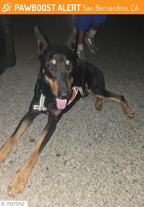Found/Stray Male Dog last seen Near sidewinder mountain rd san bernardino california, San Bernardino, CA 92410