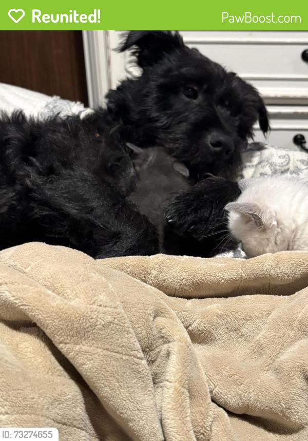 Reunited Male Dog last seen DuPont elementary, Commerce City, CO 80022