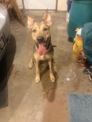 Found/Stray Male Dog last seen East 12th Street and Cleveland, Cheyenne, WY 82001