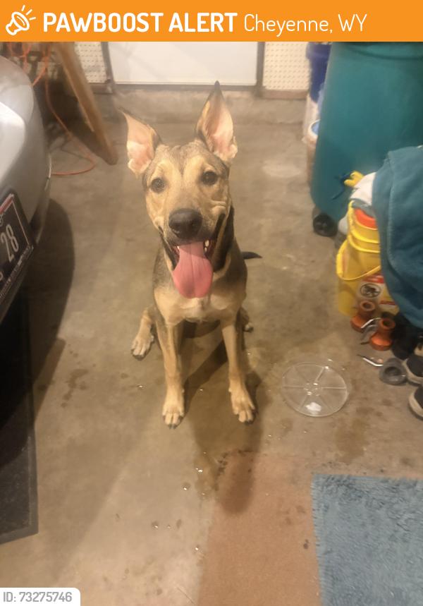 Found/Stray Male Dog last seen East 12th Street and Cleveland, Cheyenne, WY 82001