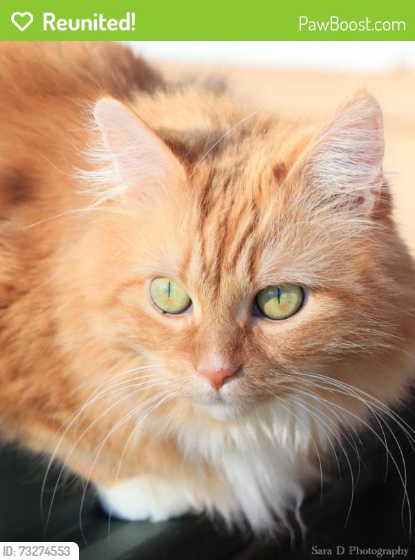 Reunited Female Cat last seen Idlewild Dr and S. Seminole, Chattanooga, TN 37411