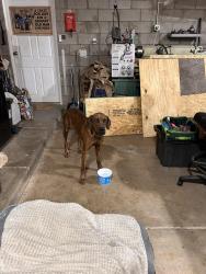 Found/Stray Male Dog last seen Highway 83 and MM 51, Vail, AZ 85641