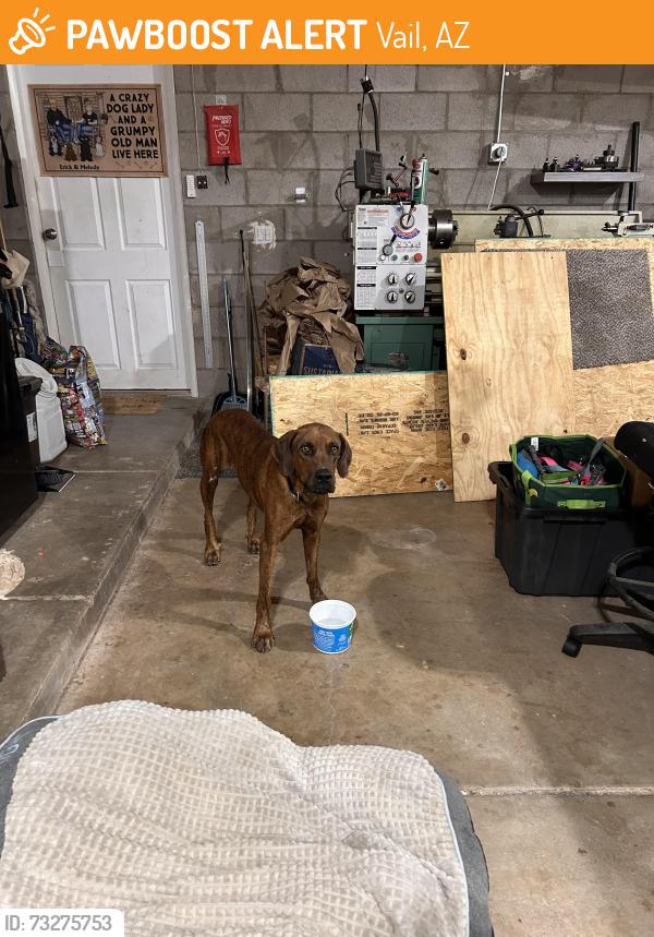 Found/Stray Male Dog last seen Highway 83 and MM 51, Vail, AZ 85641
