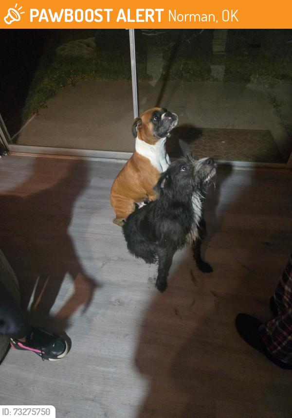 Found/Stray Male Dog last seen East 24 th and lindsay norman ok, Norman, OK 73072