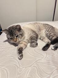 Lost Male Cat last seen Near little mountain dr, San Bernardino, CA 92405