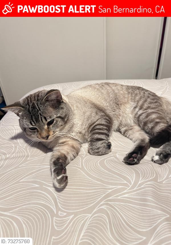 Lost Male Cat last seen Near little mountain dr, San Bernardino, CA 92405