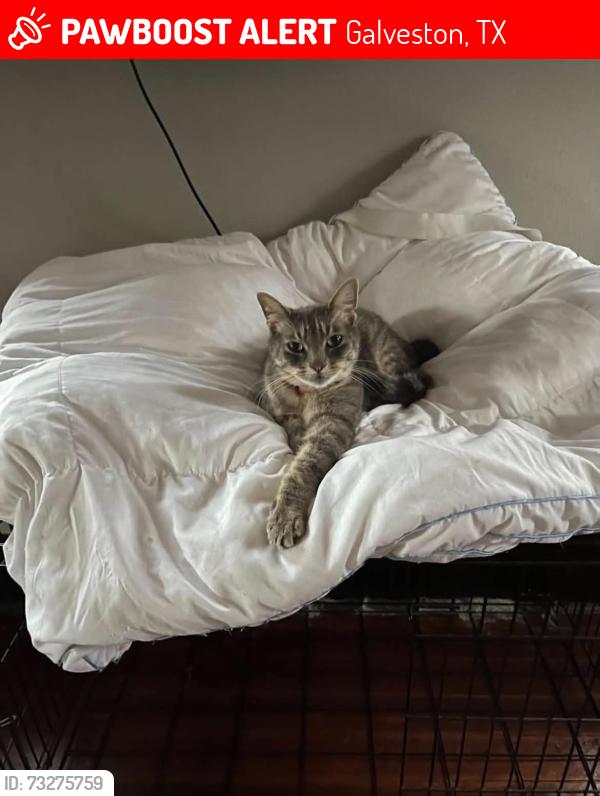 Lost Male Cat last seen Near street Winnie, Galveston, TX 77650