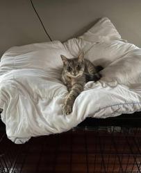 Lost Male Cat last seen Near street Winnie, Galveston, TX 77650
